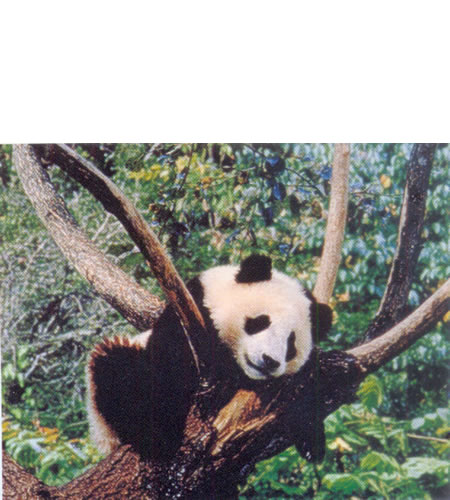 Panda gigante. en extinción